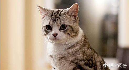 冬天半夜猫叫:晚上猫像哭了一样叫，猫咪发出像小孩的哭声，是怎么回事？