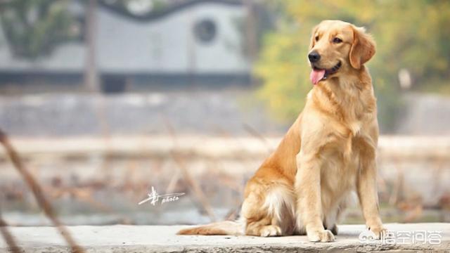 刚买的金毛犬怎么养:怎么样把金毛狗狗喂的壮壮的？