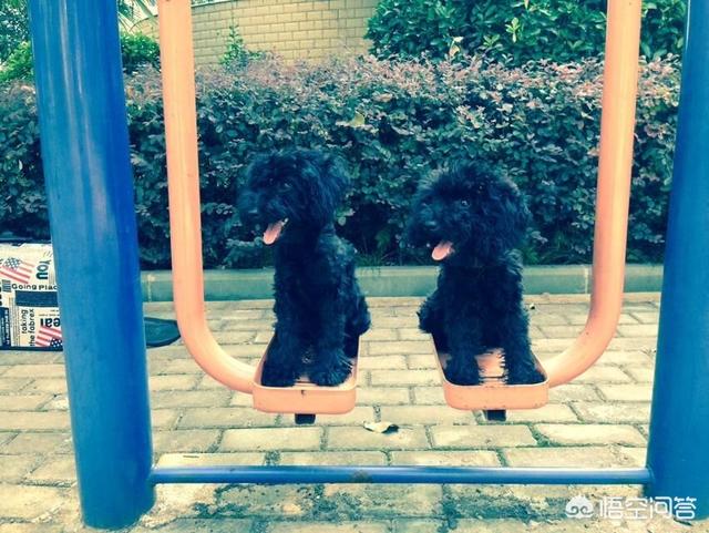 适合在楼房养的大型犬排名:楼房里面养什么样的小狗合适？