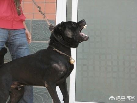 卡通大头狗:潮汕大头犬就是潮汕土狗吗？潮汕大头犬打架怎么样？ 卡通大头狗在在轮椅