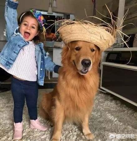 金毛犬性格好不好:金毛犬有什么优秀之处，值得人们饲养？