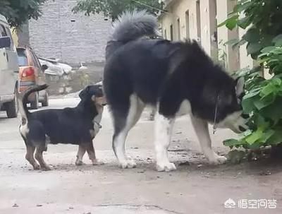 关于狗狗为什么喜欢互相闻屁股:狗狗互相“闻菊花”的理由，你知道吗？ 狗狗为什么喜欢互相咬