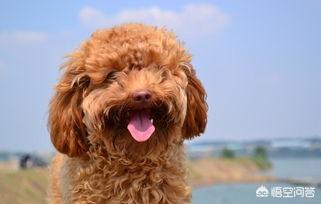 怎么训泰迪狗叫妈妈:你家泰迪犬把你当妈妈吗？怎么样可以看出来？