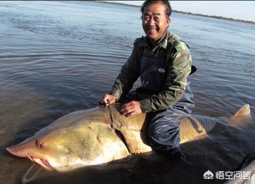 淡水中有鲨鱼吗，渔民捕获