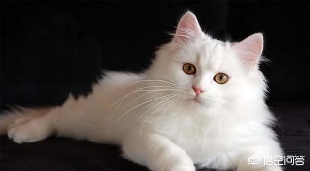 蓝眼白猫脾气好不好:每只猫的性格真的都不同吗？