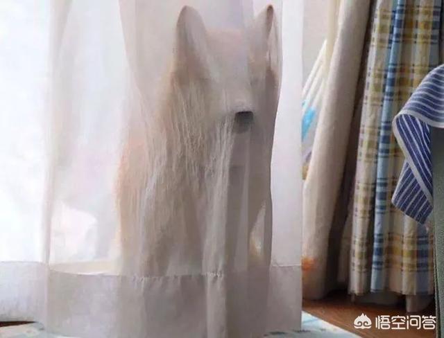 狗和狼的DNA一样吗？插图13