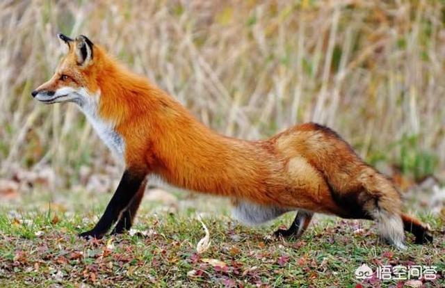 九尾狐的真实照片，有没有一些关于狐狸的图片