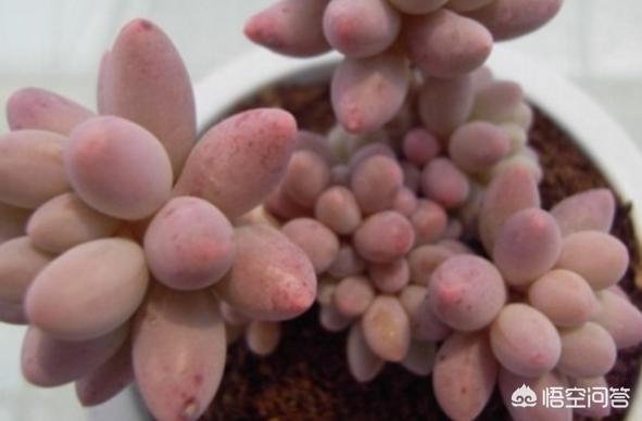 多肉植物翡翠景天小苗:婴儿手指多肉怎么安全度过夏天？