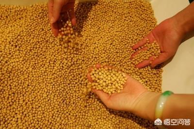 动物性饲料互联网项目:植物性蛋白饲料和动物性蛋白饲料有哪些区别？