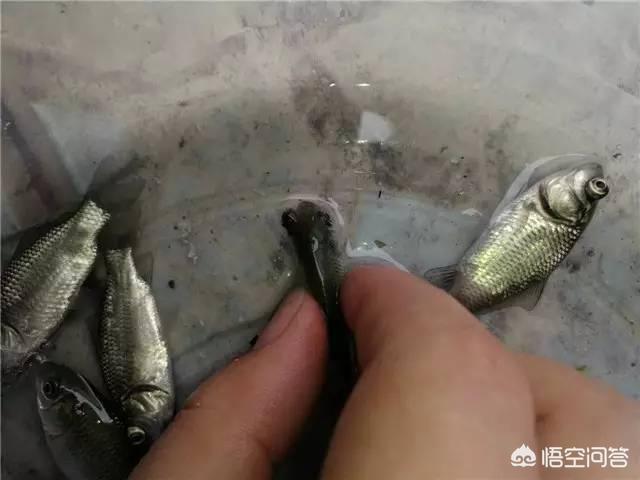 鱼突眼症百度百科:引起鱼突眼的原因有哪些？如何处理突眼？
