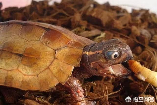 乌龟多久喂食一次？