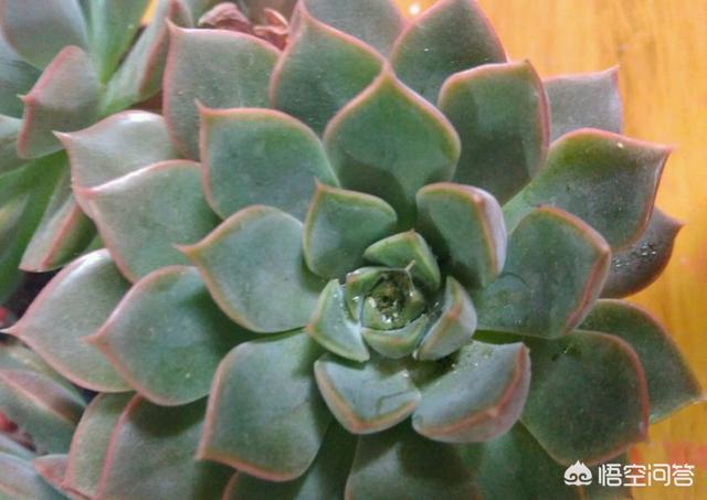 头条问答 多肉植物生介壳虫了 怎么办 函函宝宝的回答 0赞