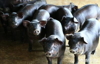 黑猪品种哪个最好，在农村绿色养殖当地的黑猪发展前景如何？