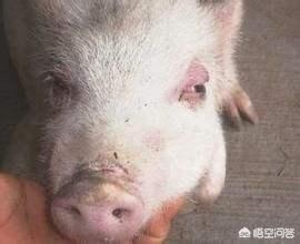 母猪附红体病的症状:小猪屁股发红、肿，大腿红肿，是什么原因？