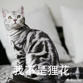 四川简州猫四耳图片:猫咪是很有治愈系的动物，你喜欢哪种？ 四川简州猫值钱吗