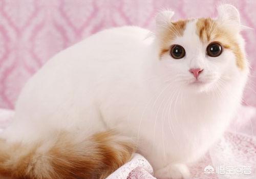 卡尔特猫的猫窝里面很臭:夏天猫窝很快就臭，夏天猫窝两三天就很臭？ 卡尔特猫是短鼻猫吗