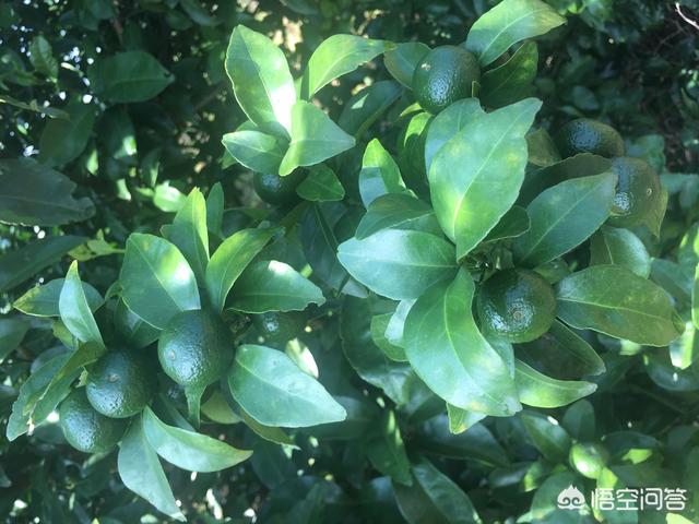 水果大战害虫:家里水果烂了，出现很多小虫子到处飞，有什么好办法处理？