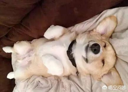 狗狗翻肠子什么表现:为什么狗狗看见主人发怒就会翻肚子？