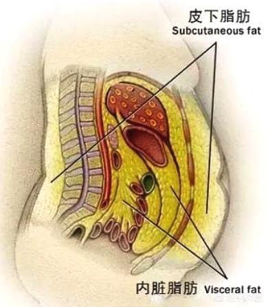 副乳和赘肉怎么区分，如何才能知道“内脏脂肪”多不多，如何减内脏脂肪