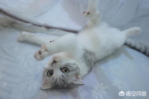英短公猫胖脸,怎么让英短公猫脸变胖脸？