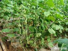 八爪金盘叶子干枯掉:黄爪叶子发黄是什么原因怎么办？
