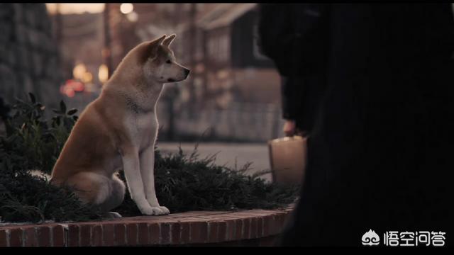 涩谷车站八公:电影《忠犬八公》观后感给人的启示是什么？