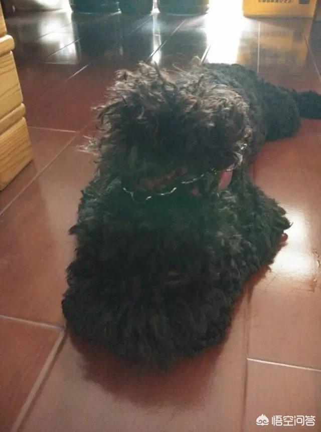 犬瘟神经症状泰迪:泰迪犬不舒服，它会怎样表现出来呢？ 犬瘟神经症状的表现