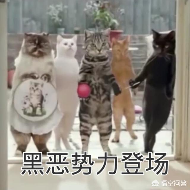 搜一些关于小猫的资料:如果您家里只有一只猫咪，会选择给它找一个伴儿吗？