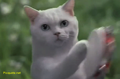 搜一些关于小猫的资料:如果您家里只有一只猫咪，会选择给它找一个伴儿吗？