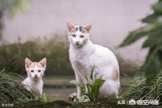野猫八翻:来了一只野猫天天偷吃家里东西，还把家里弄得乱七八糟，怎么办？
