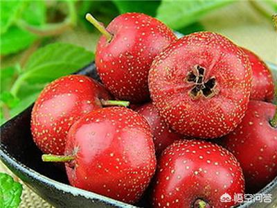 海参什么样的人不能吃,有蛋白尿的老人能不能吃海参啊？