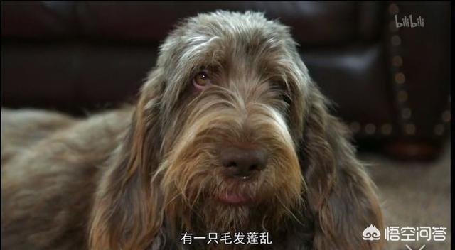 沉默的斗牛犬博客:中文互联网的产出在渐渐枯萎吗？