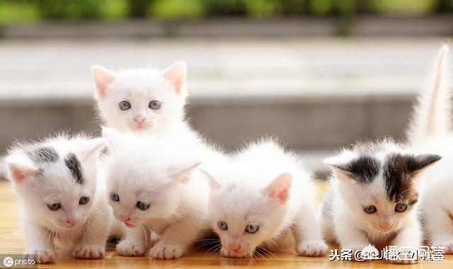 宠物猫名字大全:给宠物猫取什么名字好 你的第一只宠物叫什么名字？