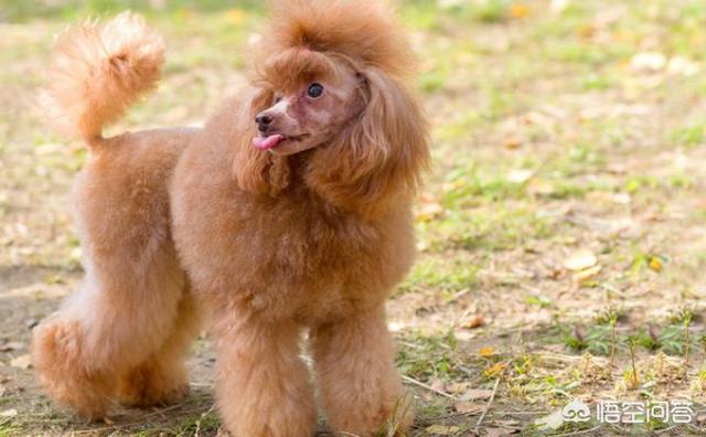 贵宾犬怎么养毛发好:给贵宾犬梳毛要知道哪些知识？