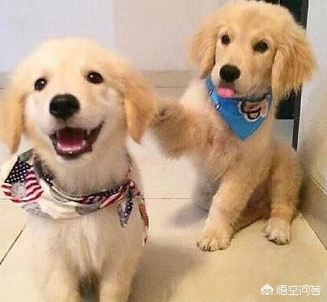 3个月大金毛犬怎么训练:怎么训练金毛幼犬捡东西？