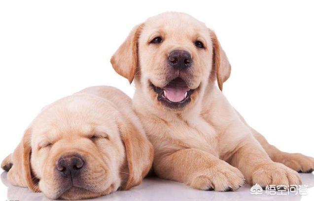 纯种拉布拉多犬:拉布拉多犬怎么选纯种呢？