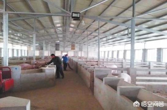 现在想投资建个小规模养猪场(100头内),该怎样入手,国家有何优惠政策？