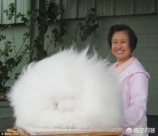 可爱的宠物:养一个互动性高且聪明可爱的小型宠物，是什么体验？