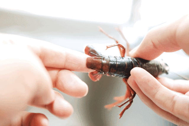 小龙虾怎么做小龙虾怎么清洗