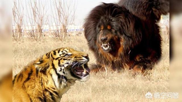 藏獒与老虎打架:东北虎会捕食狗，但如果换成是藏獒，老虎还能捕食成功吗？