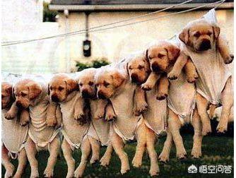 国外虐狗视频:恶犬咬伤4人，太和民警果断开枪将其击毙, 你怎么看？