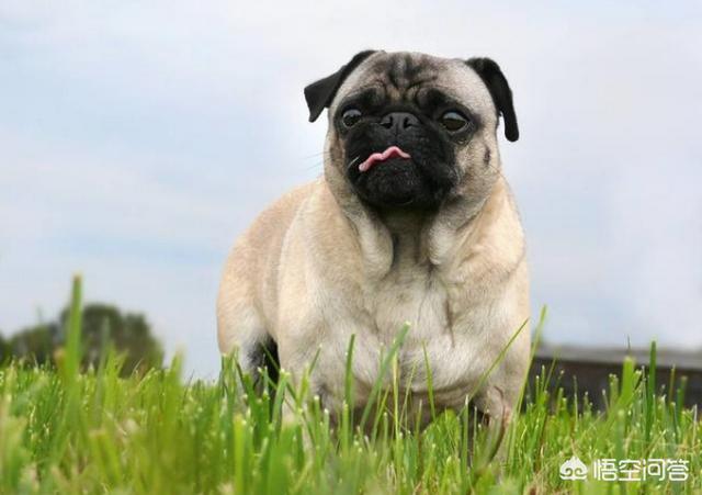 挤肛门腺了:一直不给巴哥犬挤肛门腺会怎么样？