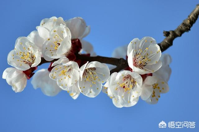 头条问答 杏花都是白色 为何 一枝红杏出墙来 成为了流传千古的名句 179个回答