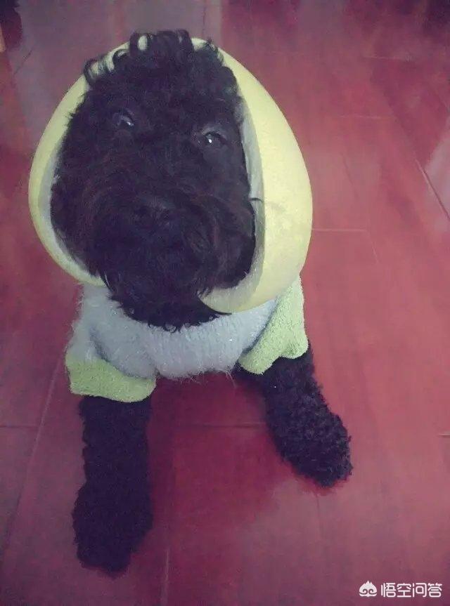 适合在楼房养的大型犬排名:楼房里面养什么样的小狗合适？