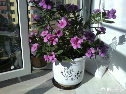 长春花，四季常绿，花色繁多，室内栽培要如何管理呢