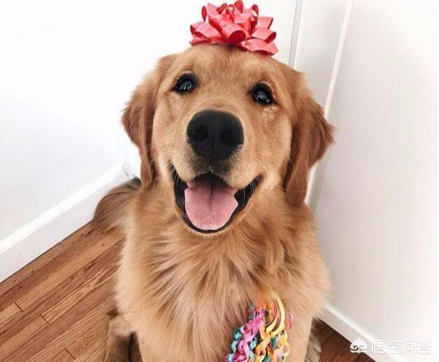 金毛犬性格好不好:金毛犬有什么优秀之处，值得人们饲养？