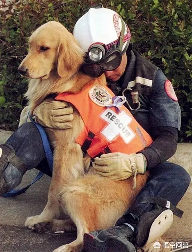 金毛犬性格好不好:金毛犬有什么优秀之处，值得人们饲养？