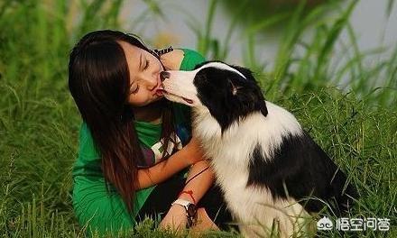天生无脖牧羊犬遭弃:养边牧，生活会发生什么样的变化吗？