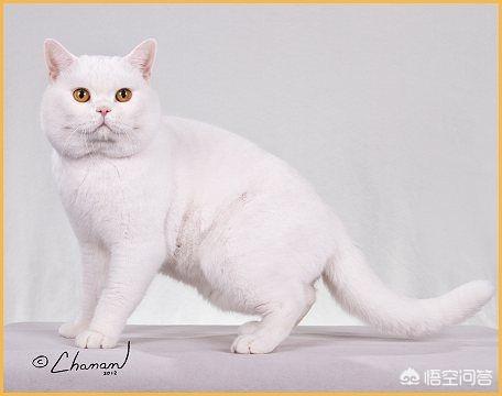 欧洲短毛猫:欧洲短毛猫和狸花猫的区别 英短、俄罗斯蓝猫和沙特尔猫这三种猫的区别在哪里？