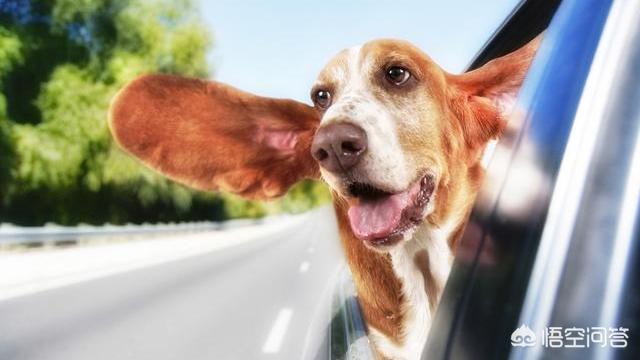 法斗犬能坐飞机吗:宠物可以带上飞机么，宠物如何办理托运？